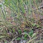 Brassavola tuberculata Hoja