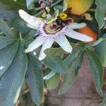 Passiflora caerulea Кветка