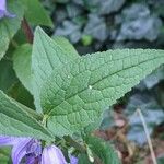 Campanula rapunculoides 叶