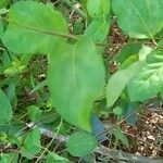 Lonicera japonica 叶