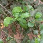 Plumbago zeylanica Leaf