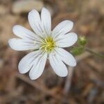 Cerastium arvenseFlower