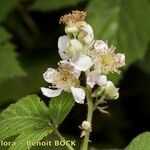 Rubus adscitus Other