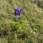 Aconitum napellusFlower