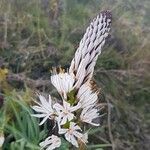 Asphodelus albus Fleur