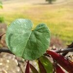 Cercis griffithii Leaf