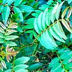 Zanthoxylum rhoifolium पत्ता