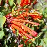 Tristerix verticillatus Flor