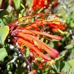 Tristerix verticillatus Flower