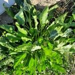 Beta vulgaris Natur