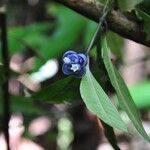Psychotria urbaniana Flower