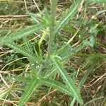 Achillea millefolium Leaf