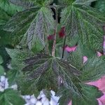 Anemone x hybrida 葉