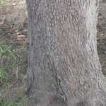 Casuarina glauca Kéreg