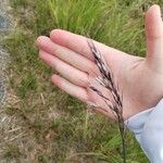 Avenula pubescens Likasa