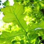 Quercus × rosacea Hoja