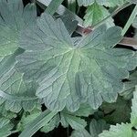 Geranium pyrenaicum Leaf