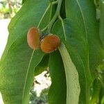 Diospyros discolor Fruit