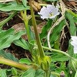 Monsonia angustifolia Fruto