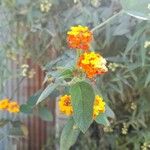 Lantana camara Bloem