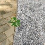 Phyllanthus niruri 葉