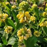 Phlomis russelianaBlomma