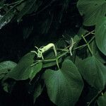 Piper marginatum 花