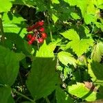 Actaea rubra Frucht