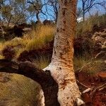 Eucalyptus tereticornis Bark