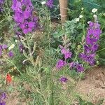 Delphinium orientale Fleur