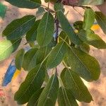 Ficus luschnathianaBlad