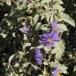 Solanum hindsianum Vivejo