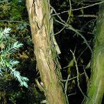 Juniperus squamata Schors