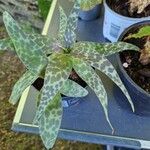 Ledebouria revoluta Лист