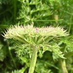 Libanotis pyrenaica 花