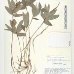 Piresia macrophylla Other