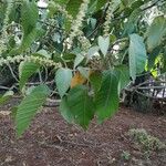 Croton urucurana Blad