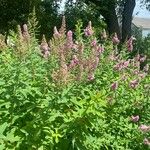 Spiraea salicifolia Habit