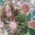 Ptilostemon casabonae Flower