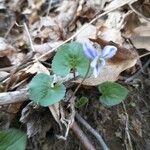 Viola cucullata Leaf