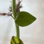 Micromeria nervosa Leaf