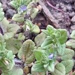 Veronica arvensis Leaf