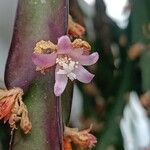 Lepismium cruciforme Flor