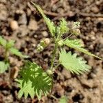 Urtica pilulifera عادت داشتن