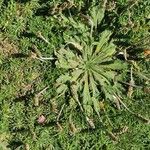 Plantago coronopus Leaf