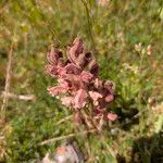 Orobanche alba Fula
