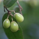 Microcos schmitzii Frucht