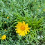 Tragopogon orientalis Flower