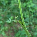 Peucedanum cervaria Casca