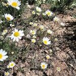 Leucanthemum graminifolium Flor